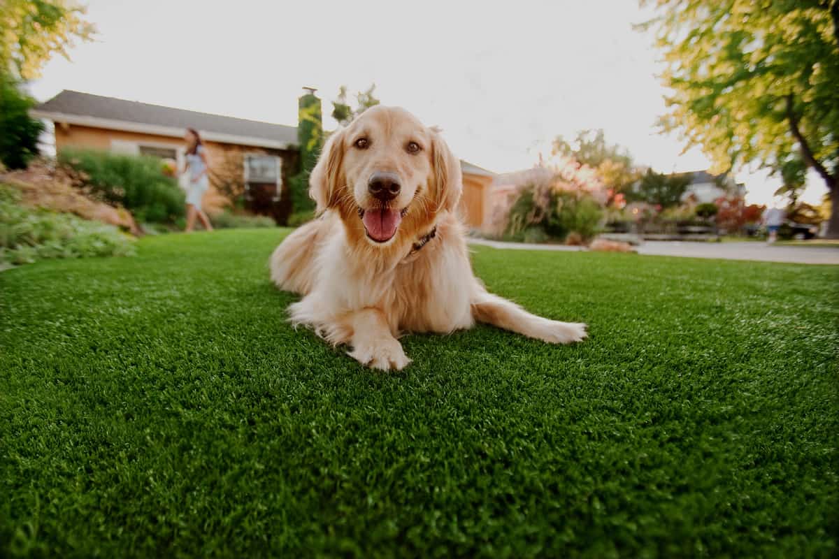 Artificial Turf Drainage Solutions